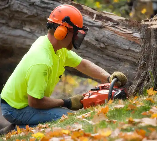 tree services Osceola